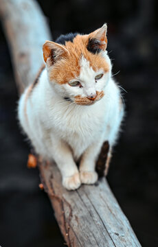 树上的猫