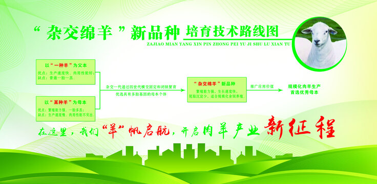 雜交綿羊