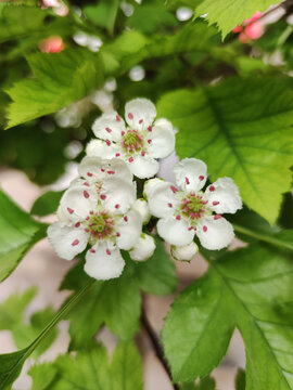 山楂树开花