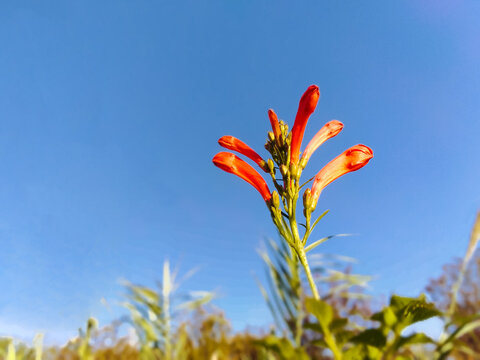 凌霄花