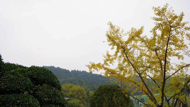 自然风光-唯美花锦集