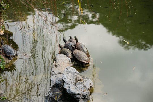 一群巴西龟