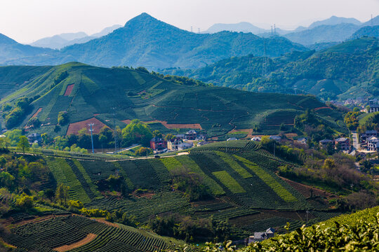 大朗山茶山