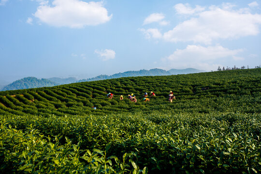 大朗山茶山