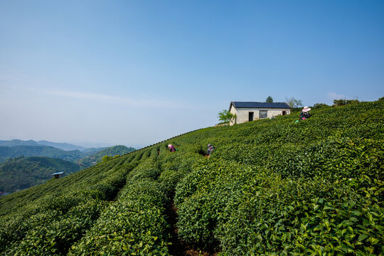 大朗山茶山