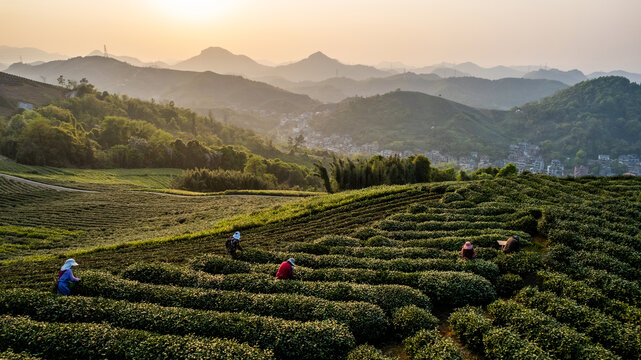 大朗山茶山