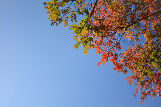 秋景红叶蓝天