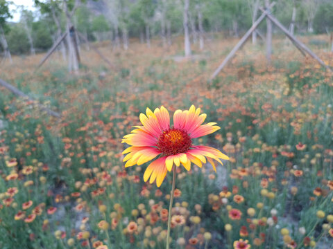 鲜花特写