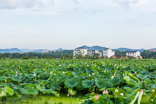 荷花池