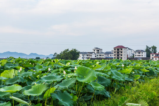 荷花池