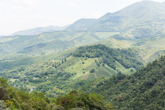 高山森林