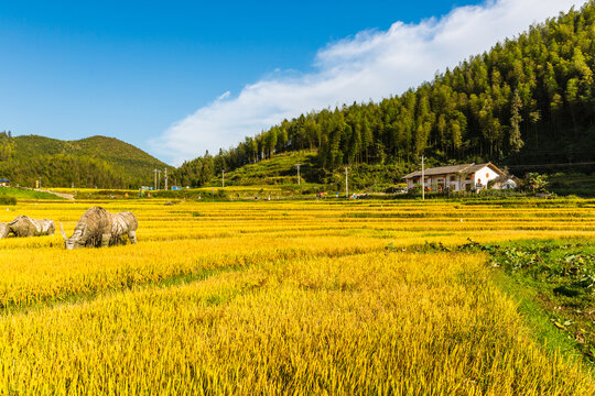 水稻田地