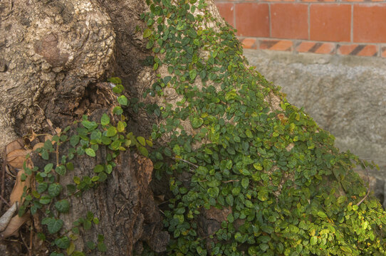 植物薜荔