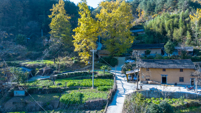 土屋银杏树