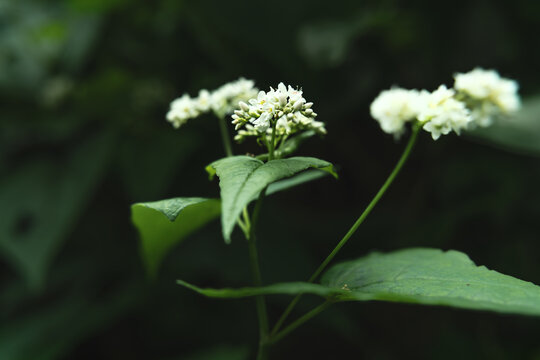 荞麦花