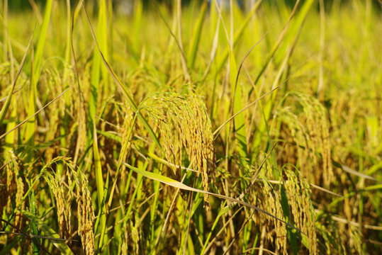 金色水稻种植