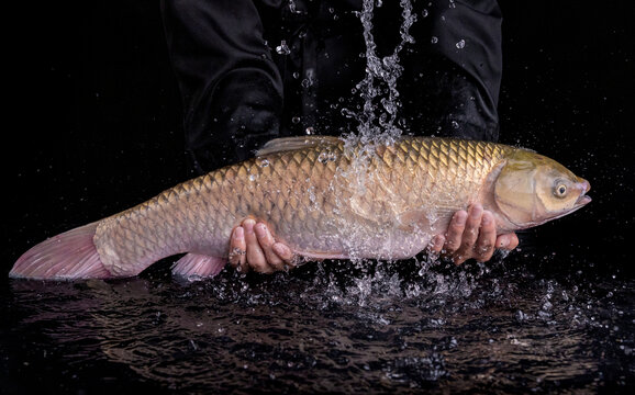 水庫皖魚