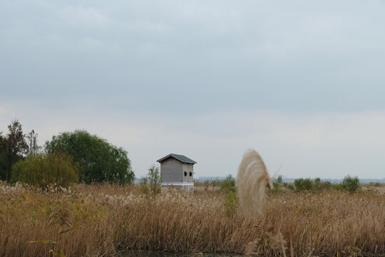 太湖边芦苇荡