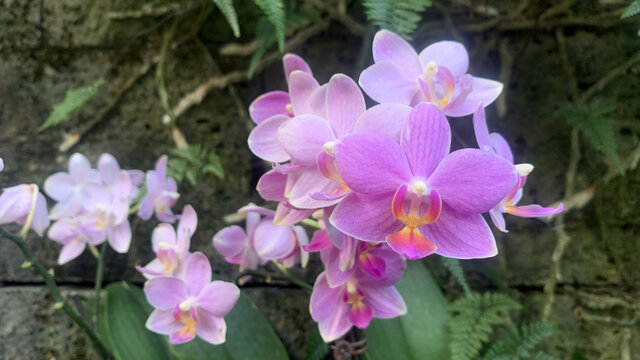 粉紫色蝴蝶兰花