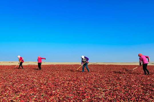 一群女工在戈壁滩翻晒辣椒