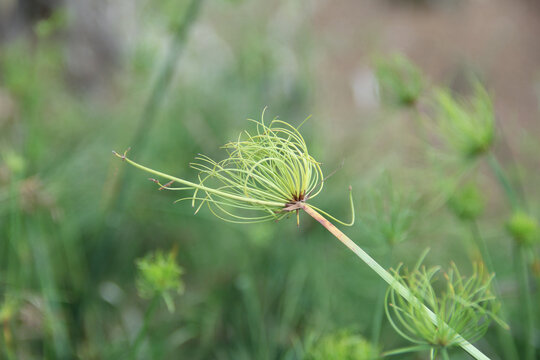 狗尾巴草