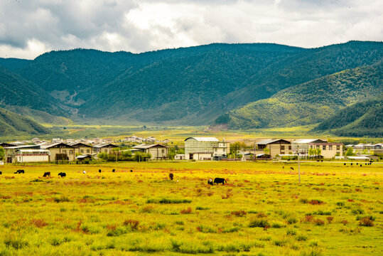 原野