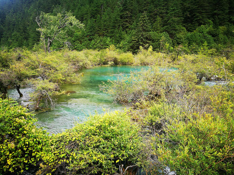 九寨沟植被