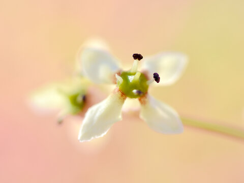 丝棉木花