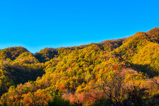 栾川秋景