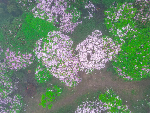 浙江天台华顶杜鹃花