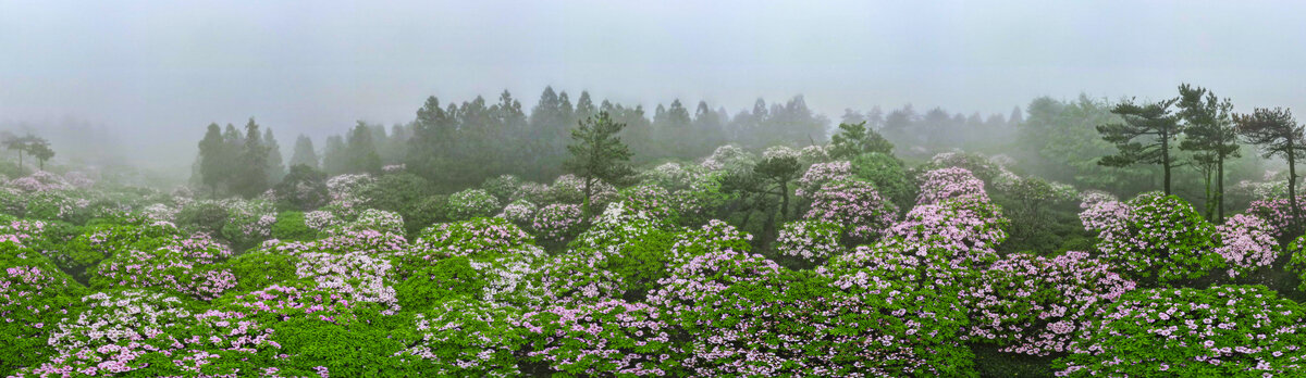 浙江天台华顶杜鹃花