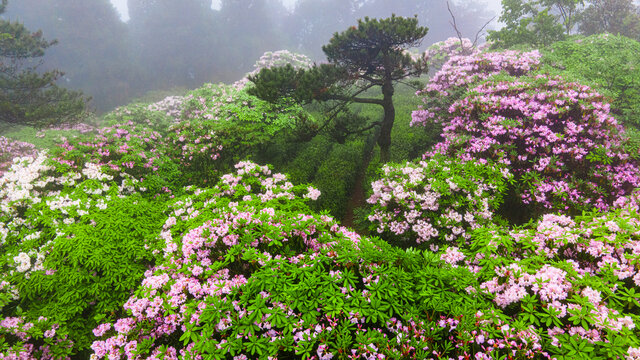 浙江天台千年杜鹃花