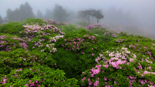 浙江天台华顶杜鹃花