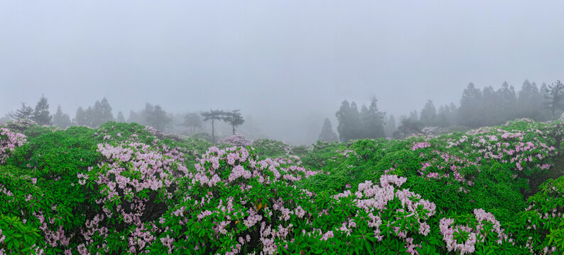 浙江天台华顶杜鹃花