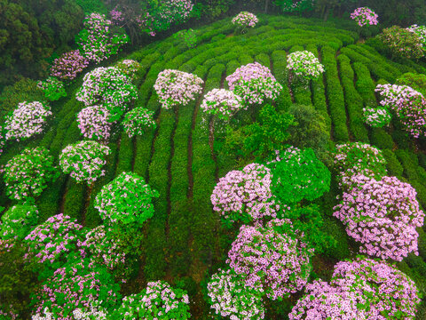 浙江天台华顶杜鹃花