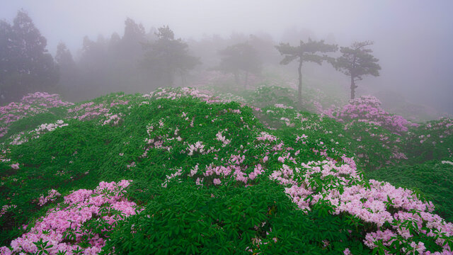 浙江天台华顶杜鹃花