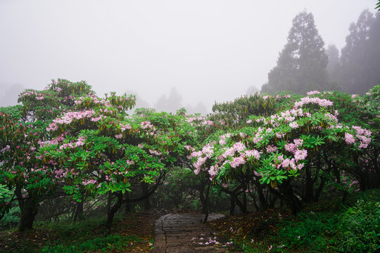 浙江天台华顶杜鹃花