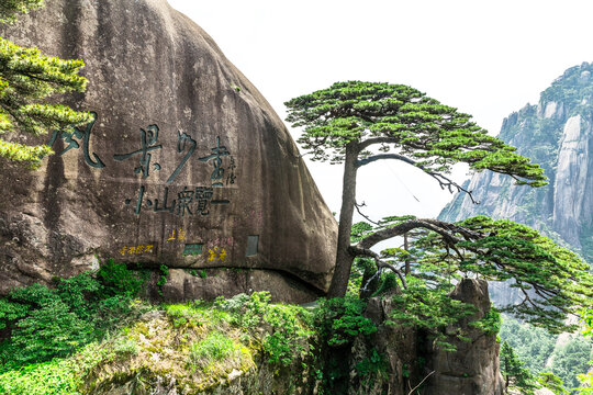 黄山迎客松