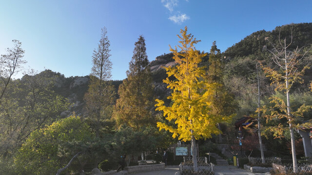 青岛李沧竹子庵秋景