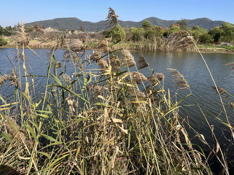 湖边的芦苇花