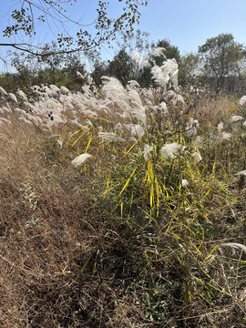 芦苇花秋季芦苇