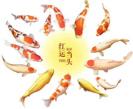 錦鯉