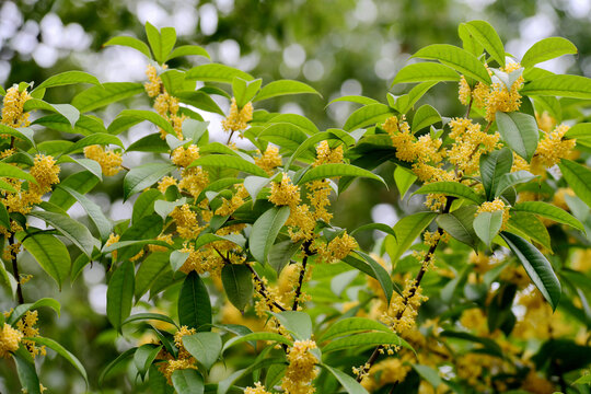 桂花飘香