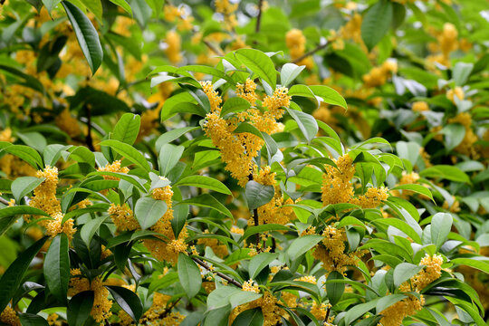 桂花飘香