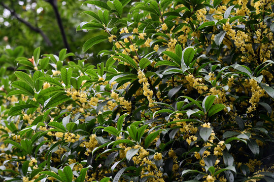 桂花飘香