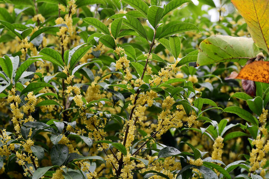 桂花飘香