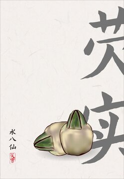 手繪芡實(shí)