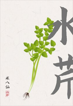 手繪水芹