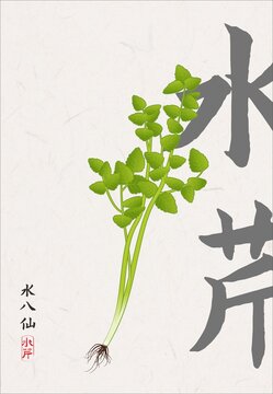 手绘水芹