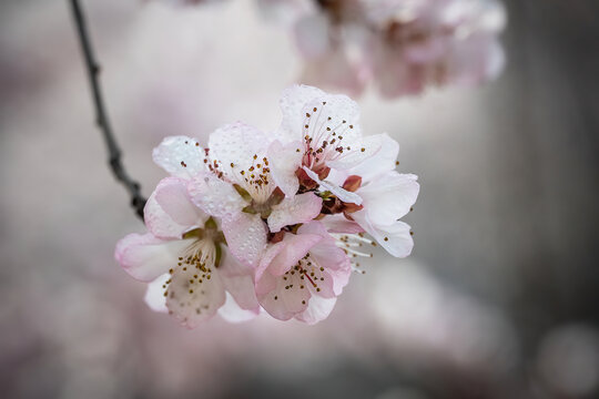 春天来了之山桃花